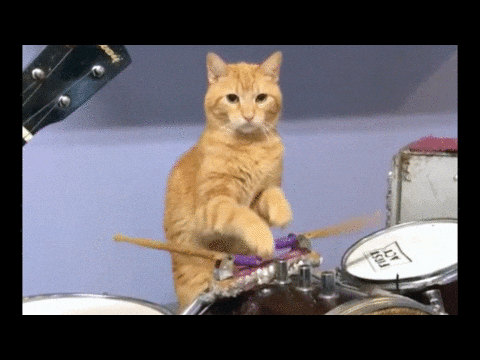 Cat drumroll